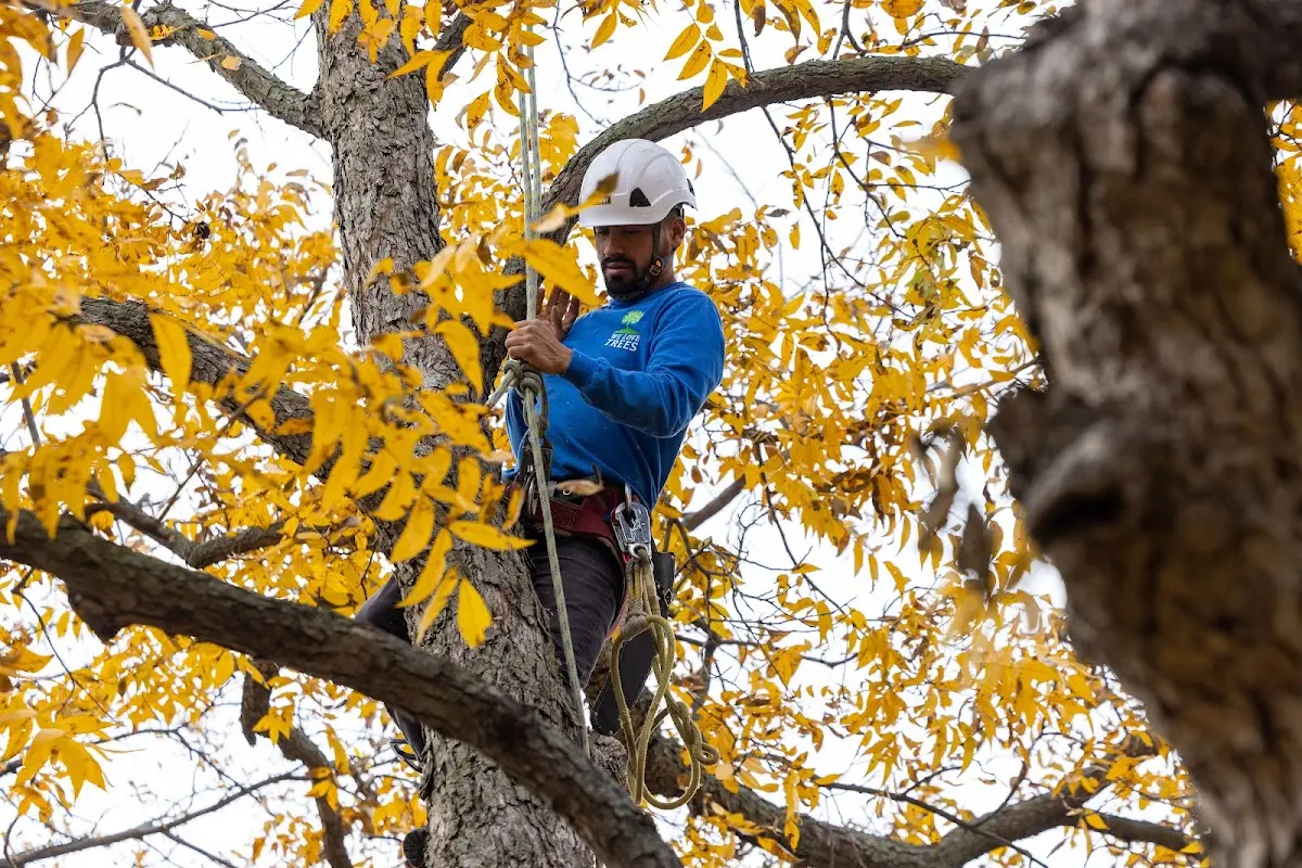 Skilled Tree Planing crew working in Max
